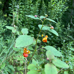 closeup ofspotted jewelweed plant in flower, impatiens capensis