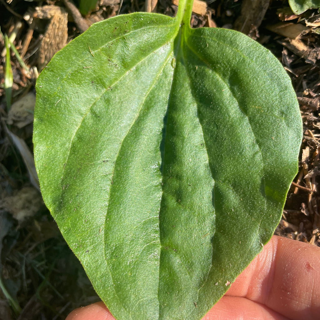 close up of a plantain leaf plantago major